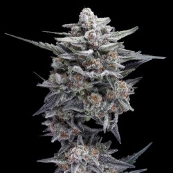 HG23 Michael Jordan - DNA Genetics