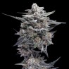 HG23 Michael Jordan - DNA Genetics