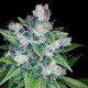 Kandy Kush - DNA Genetics
