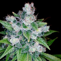 Kandy Kush - DNA Genetics