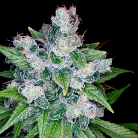 Kandy Kush - DNA Genetics