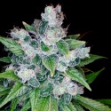 Kandy Kush - DNA Genetics