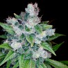 Kandy Kush - DNA Genetics