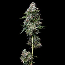 Kosher Kush - DNA Genetics