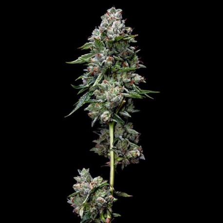 Kosher Kush - DNA Genetics
