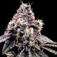 Kosher Pie - DNA Genetics