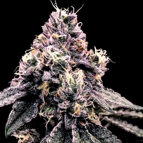 Kosher Pie - DNA Genetics