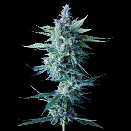 Miss DNA - DNA Genetics