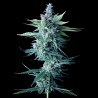 Miss DNA - DNA Genetics
