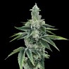 ReCon 2.0 - DNA Genetics