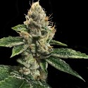 RP 43 - DNA Genetics