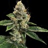 RP 43 - DNA Genetics