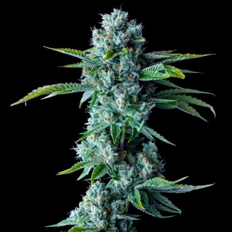 Skywalker Kush - DNA Genetics