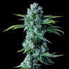 Skywalker Kush - DNA Genetics