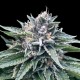 Sorbet 4 - DNA Genetics