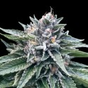 Sorbet 4 - DNA Genetics