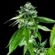 Sorbet Dream - DNA Genetics