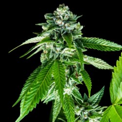 Sorbet Dream - DNA Genetics
