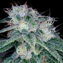 Sour Diesel - DNA Genetics