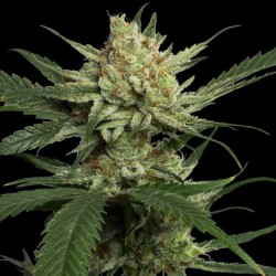 Strawberry Banana - DNA Genetics