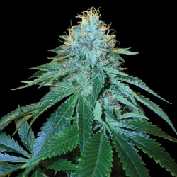 The OG N°18 - DNA Genetics