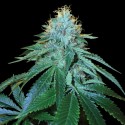 The OG N°18 - DNA Genetics