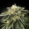 White Chocolope - DNA Genetics