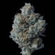 Zallah Bread - DNA Genetics