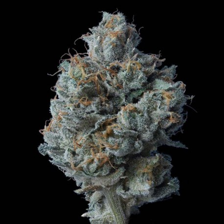 Zallah Bread - DNA Genetics
