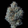 Zallah Bread - DNA Genetics