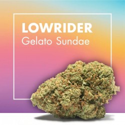 Gelato Sundae CBD