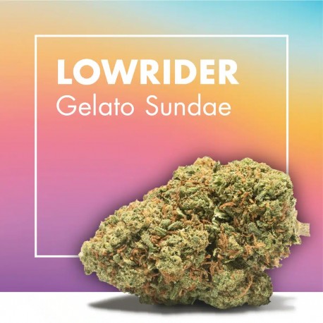 Gelato Sundae CBD