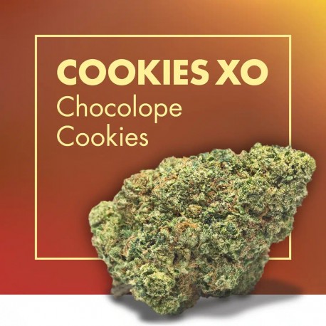 Chocolope Cookies CBD