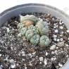 Peyote Lophophora Williamsii Caespitosa