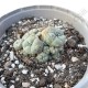 Lophophora Williamsii Caespitosa