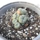 Lophophora Williamsii Caespitosa
