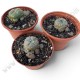 Lophophora Williamsii Caespitosa