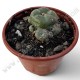 Lophophora Williamsii Caespitosa