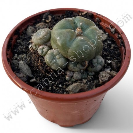 Lophophora Williamsii Caespitosa