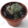 Peyote Lophophora Williamsii Caespitosa