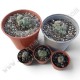 Lophophora Williamsii Caespitosa