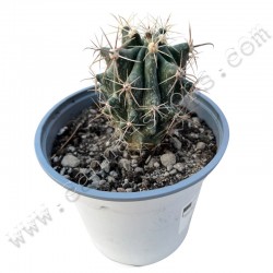 Ferocactus
