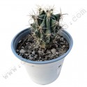 Ferocactus Latispinus