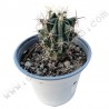 Ferocactus