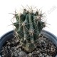 Ferocactus