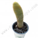 Cactus Parodia Leninghausii