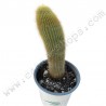 Cactus Parodia Leninghausii