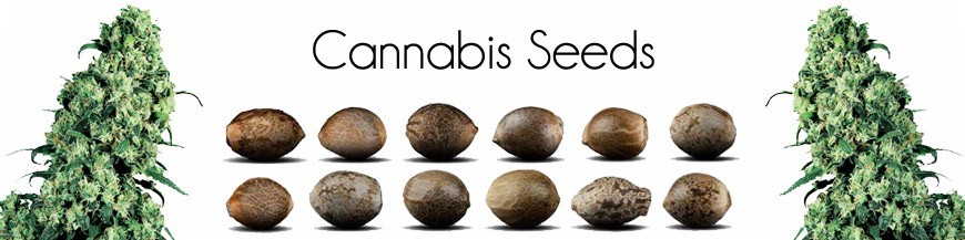 Cannabis seeds