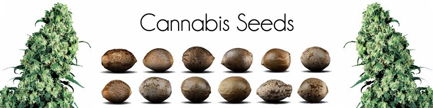 Semillas de Marihuana