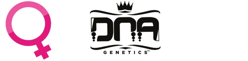 DNA Genetics Hanfsamen Feminisiert